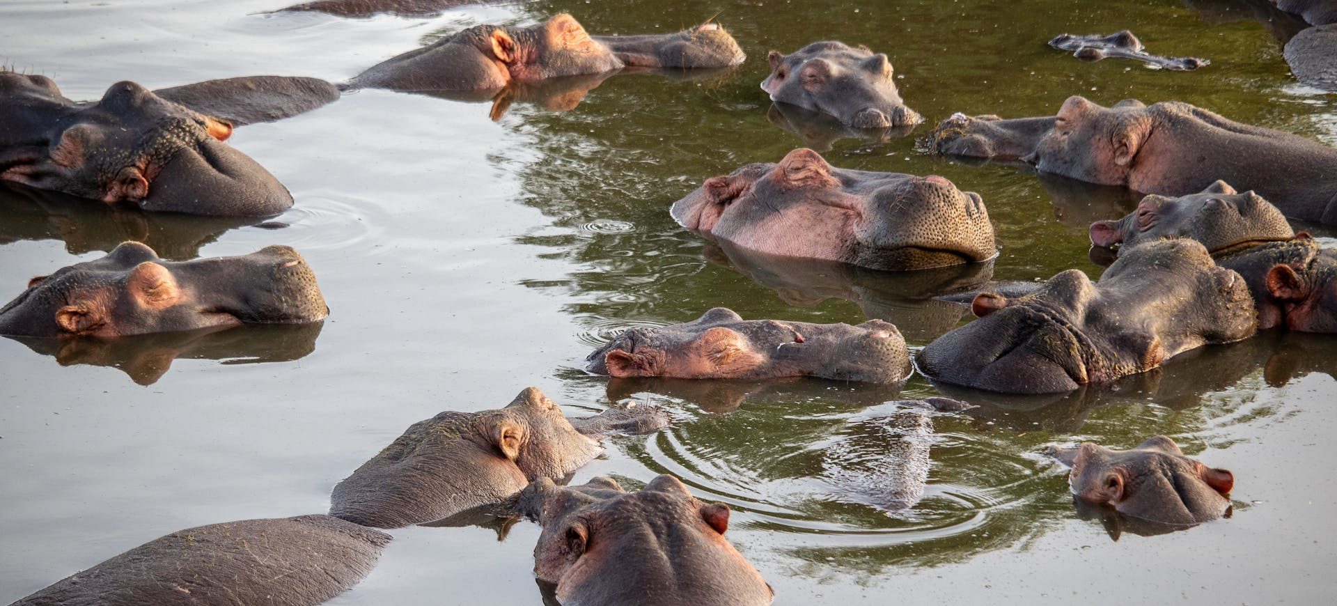 Hippos in African river