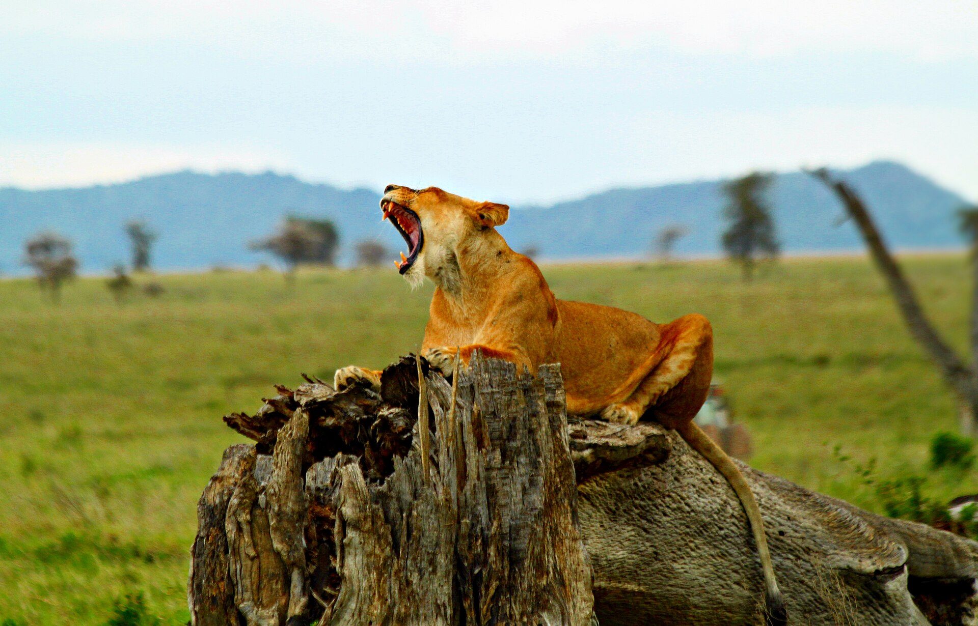Lion in Serengeti National Park