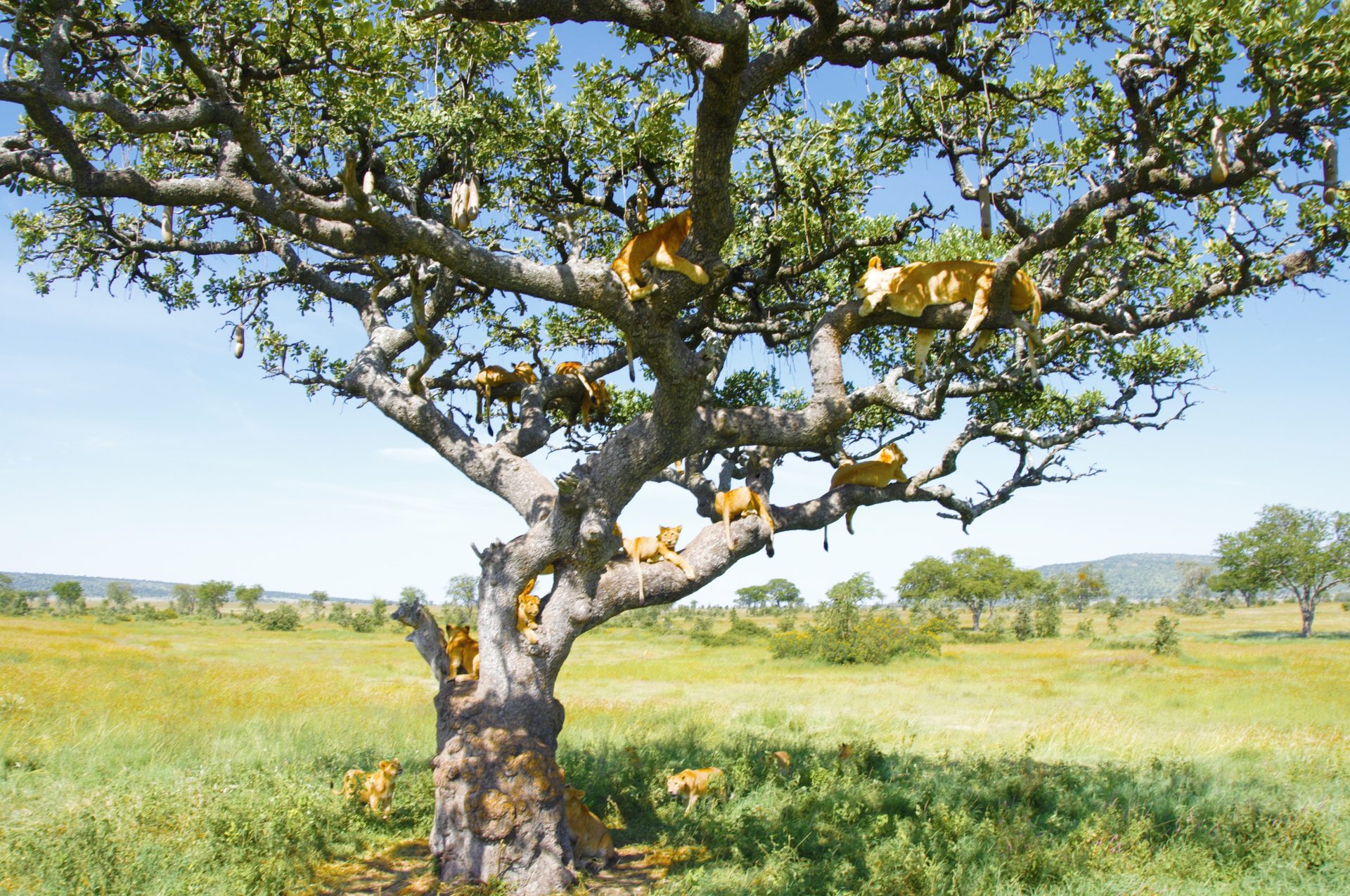 Lions in the Serengeti prairies