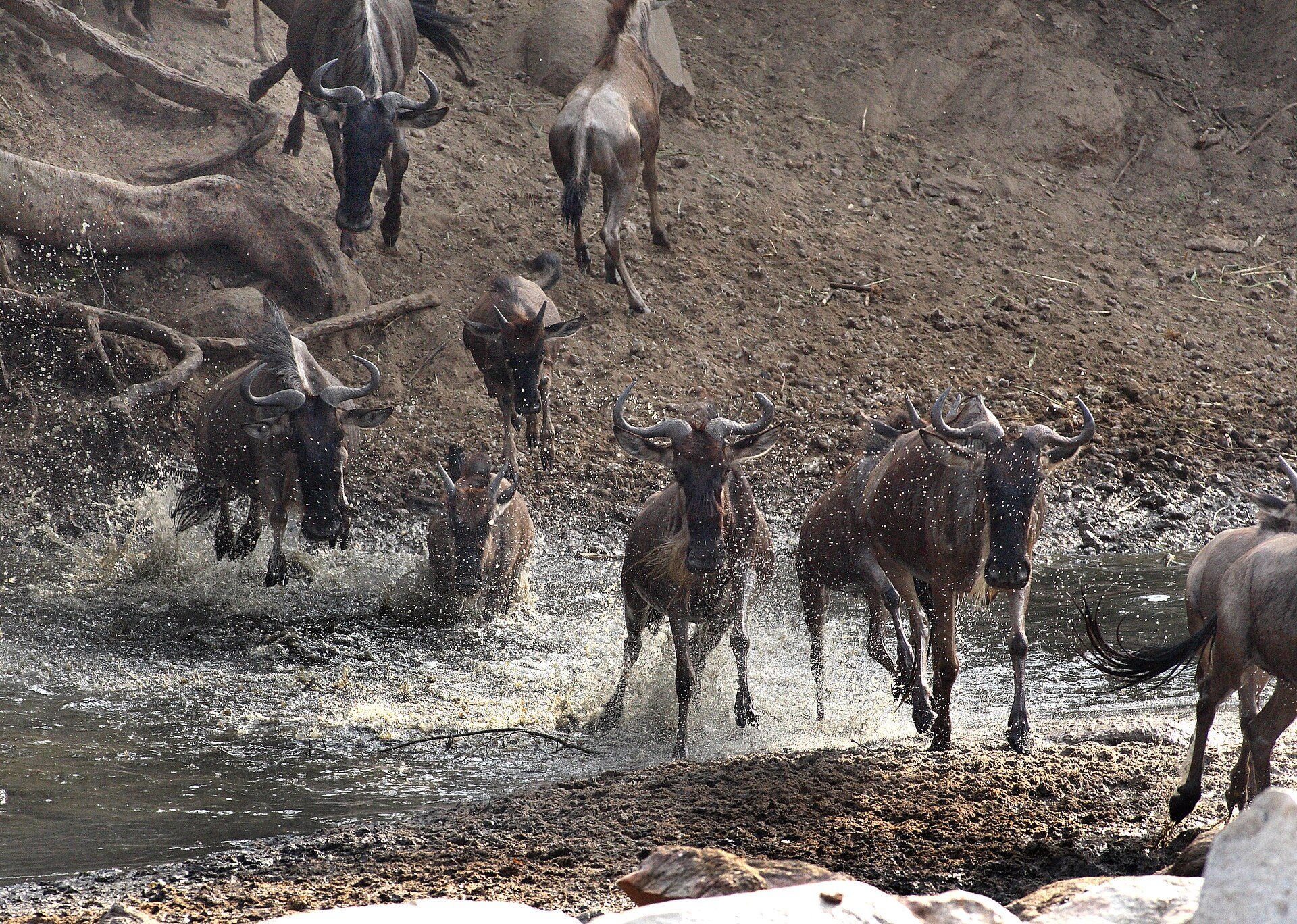 Great Wildebeest Migration, Serengeti